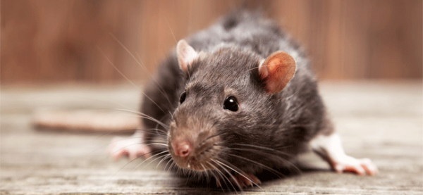 Pest Control Orting WA | All Seasons Pest Control